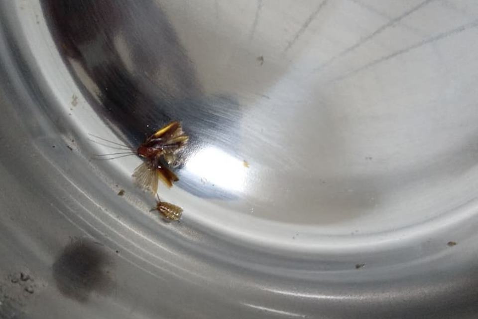 Besouro encontrado dentro de ouvido de criança de 4 anos (Foto: Reprodução)