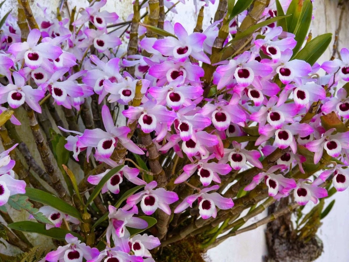 A espécie Dendrobium é o destaque do festival deste ano