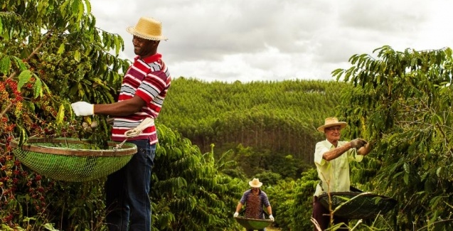 Jornal do Campo ES  Colheita do café conillon começa em breve