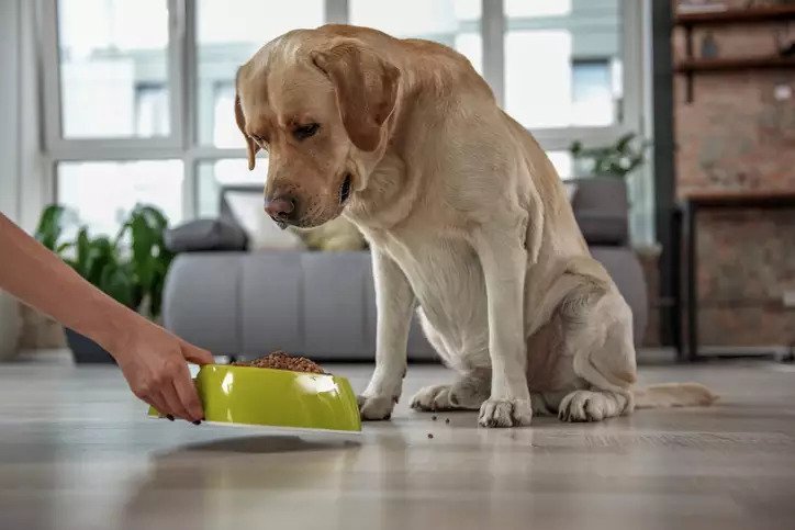 Vacinas, exames e alimentação: dicas para aumentar a expectativa de vida do  seu cachorro