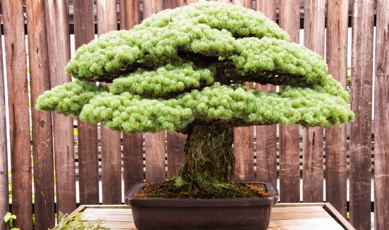 bonsai maple Dwarf Japanese Green Maple Bonsai Tree (acer palmatum dwarf) main image 0