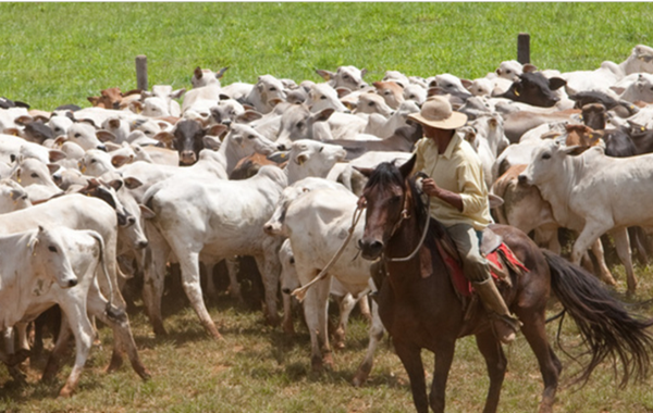 Minas possui um plantel de 23,9 milhões de cabeças de gado (Foto Agencia Minas)