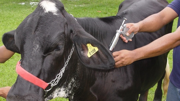 Animais devem ser imunizados, independente da idade