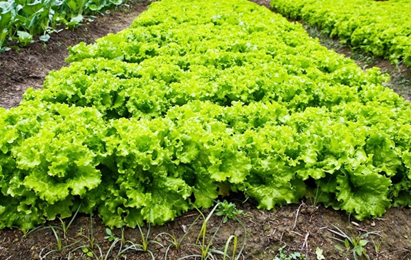 Lavouras de hortaliças já estão certificadas (Foto Circuito Agronews)