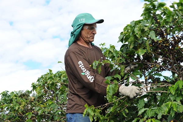 Dados são da Companhia Nacional de Abastecimento - Conab (Foto O'Coffee)