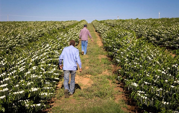 Lavouras de café com florada na região (Foto Circuito Agronews)