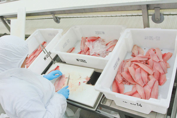 Processamento de tilápias no Frigorífico da MCassab em Rifaina (Foto Arquivo)