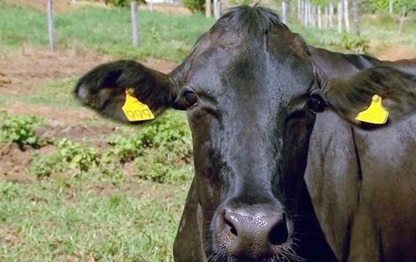 Doença já infectou mais de 3 mil animais (Reprodução)
