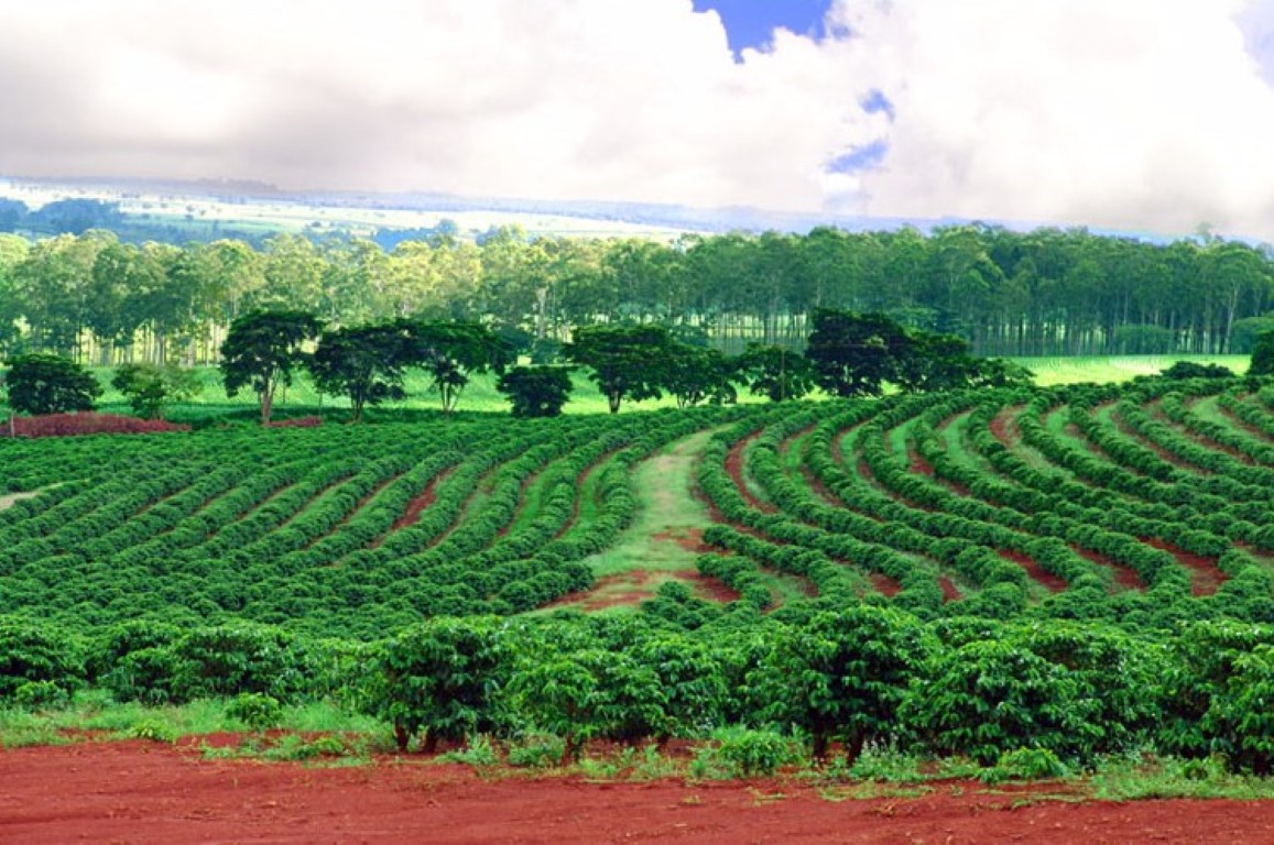 Colheita do café será antecipada na região Sul de Minas