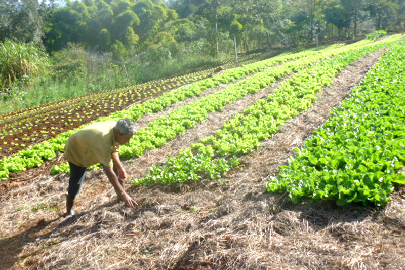 Hortas são cultivadas sem o uso de agrotóxicos (Foto Circuito Regional)