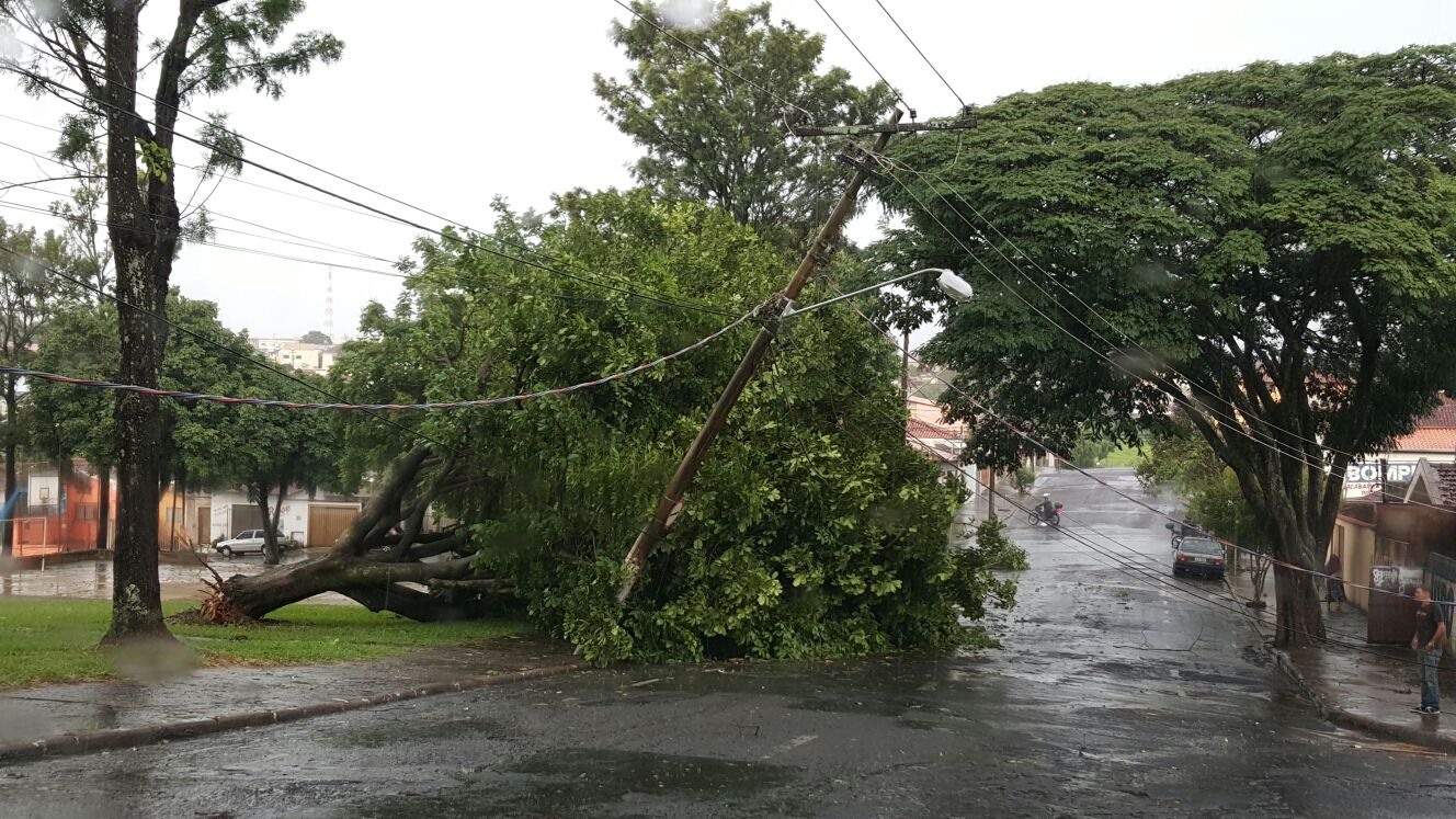 Algumas árvores caíram pela cidade por conta da força das chuvas no final desta tarde, esta foi próxima ao Senac