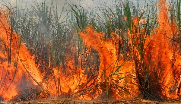 Está proibida a queima da palha da cana-de-açúcar em 23 cidades da região, em qualquer horário