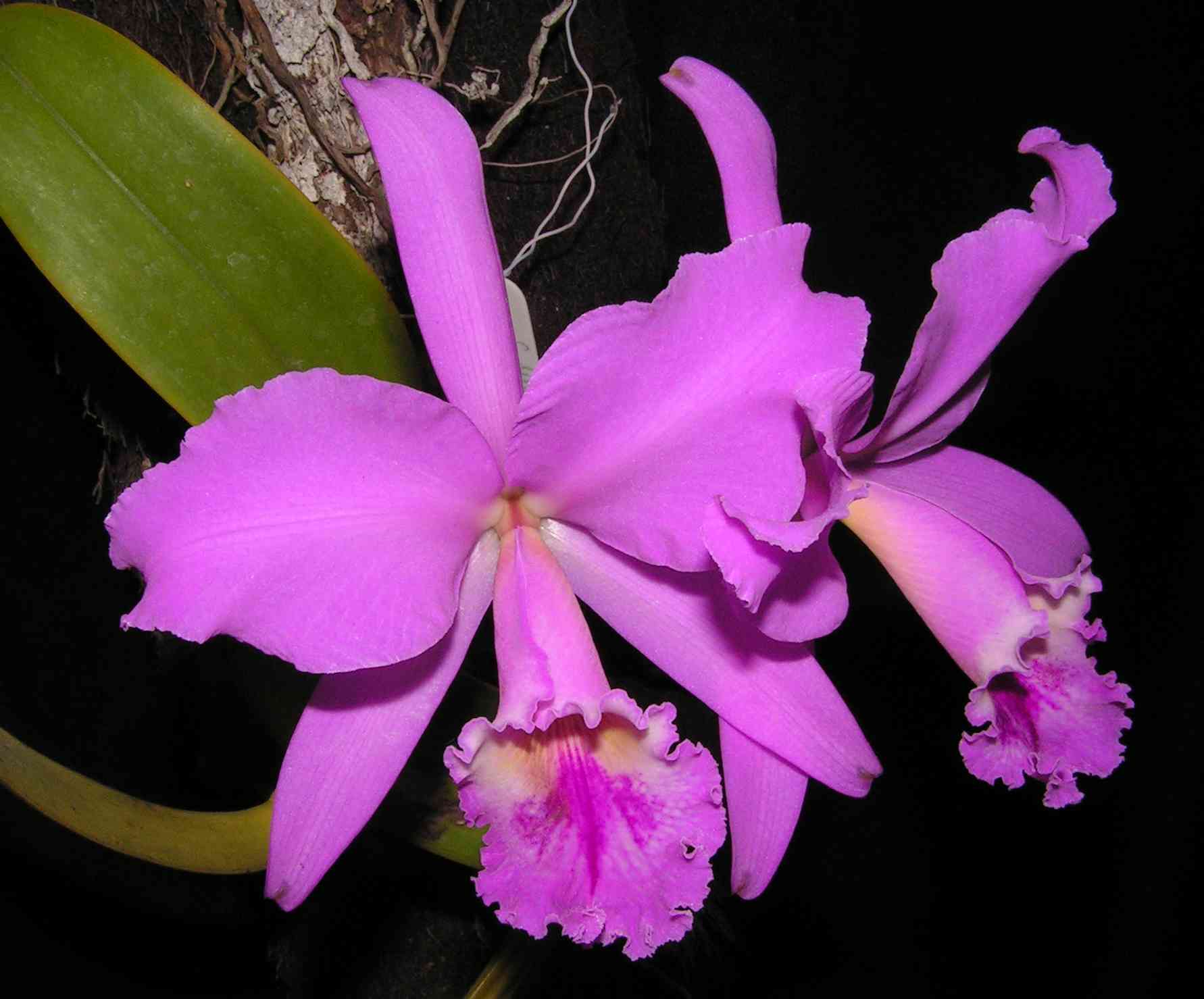 Cattleya é o destaque da Exposição Nacional de Orquídeas de Franca deste ano