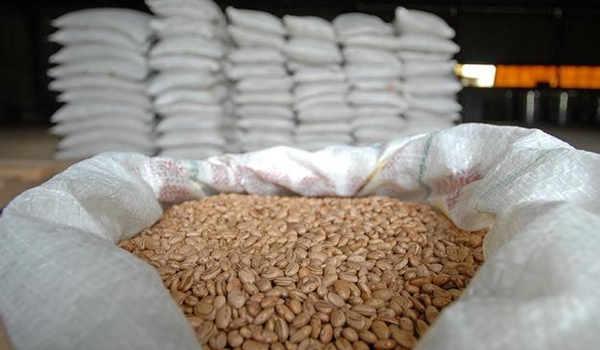 16 entidades batataenses receberão o produto e distribuirão às famílias cadastradas (Foto CONAB)