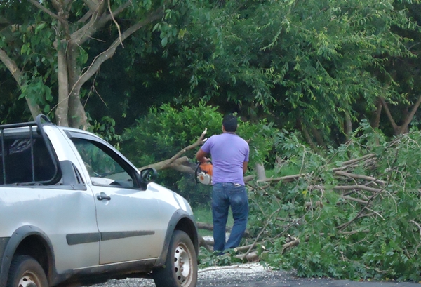 Árvores derrubadas pelos fortes ventos foram removidas no começo da manhã desta terça-feira - 24/11 (Foto HR Multimídia)