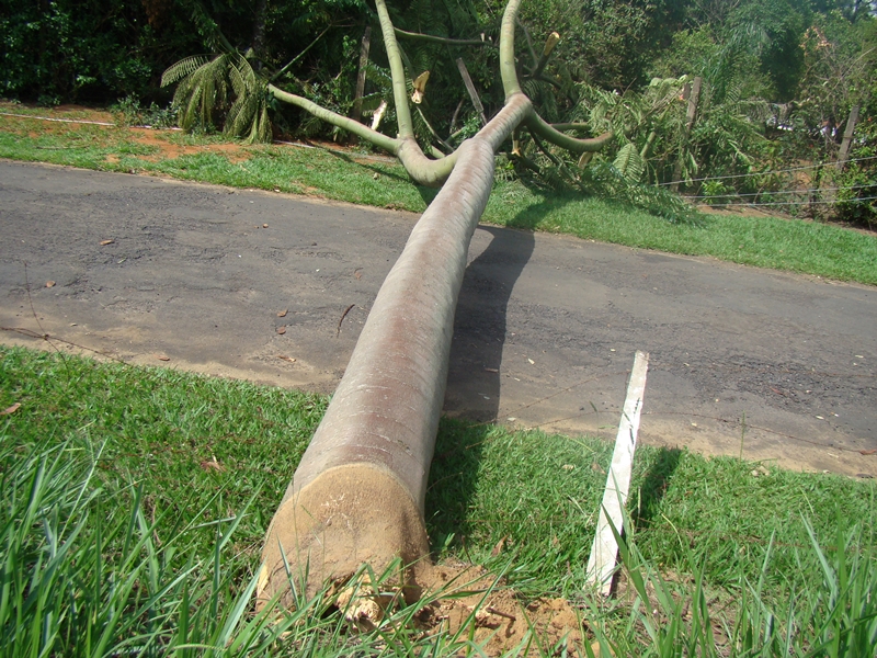 Arvore derrubada pelo vento, no Belvedere dos Cristais, condomínio na divisa com Franca (Foto HR Multimídia)