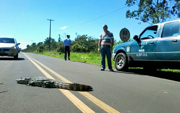 A foto é do motorista Rafael Maia, que passava pelo local (Foto Arquivo Pessoal)