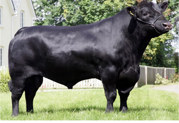 A raça Angus foi desenvolvida para a produção de carnes de alta qualidade (Foto: Reprodução)