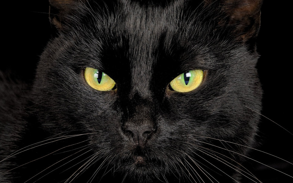 Gatos pretos são considerados motivo de azar, principalmente na sexta-feira 13 (Foto: Reprodução)