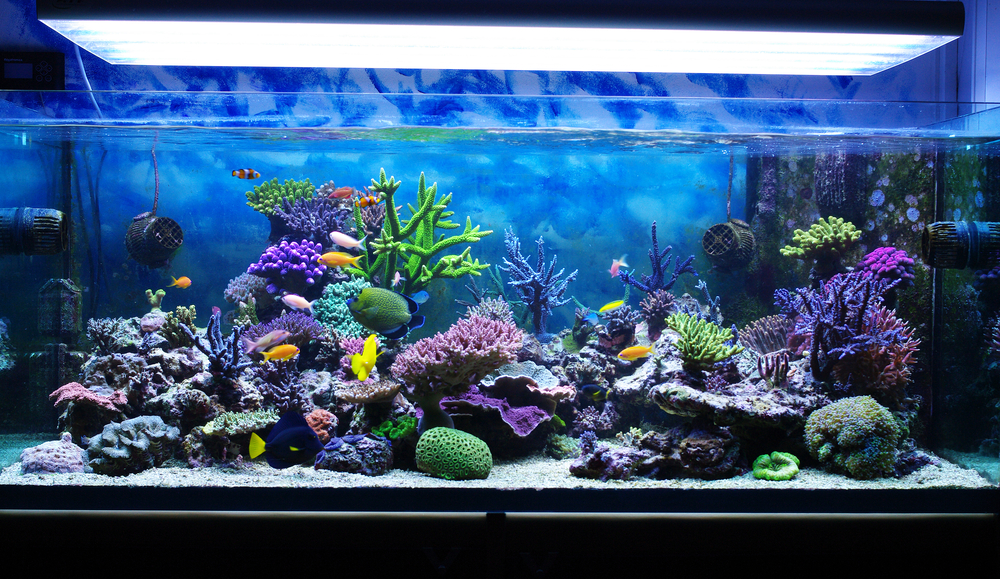 Os aquários são calmantes e terapêuticos (Foto: Reprodução)