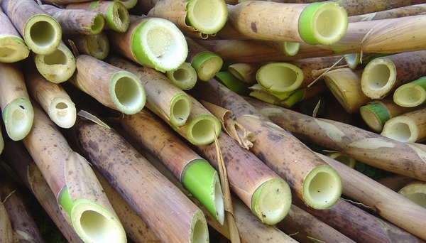 Documento assinado prevê ações para ampliação dos estoques de bambu no Estado (Foto SAA)