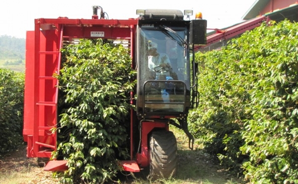 Colheita mecanizada de café em Pedregulho (Foto Circuito Agronews)