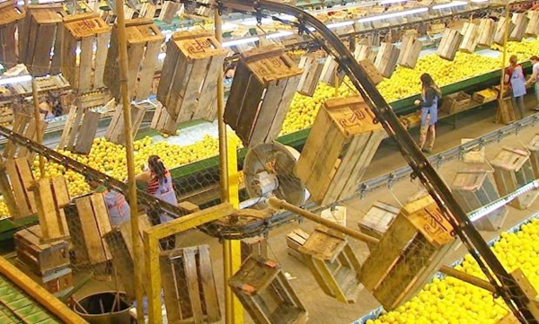 Multinacional mantém fazenda de laranjas em Pedregulho (Foto Circuito Agronews)