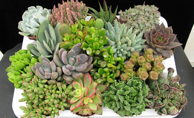 Vários tipos de suculenta em um mesmo ambiente (Foto: Reprodução)