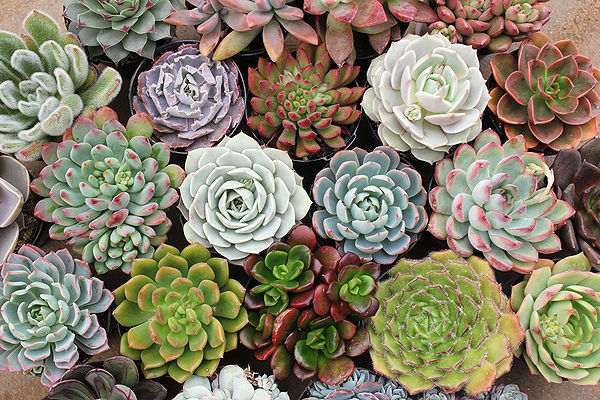 Elas aparecem em diferentes tamanhos, cores e formas (Foto: Reprodução)