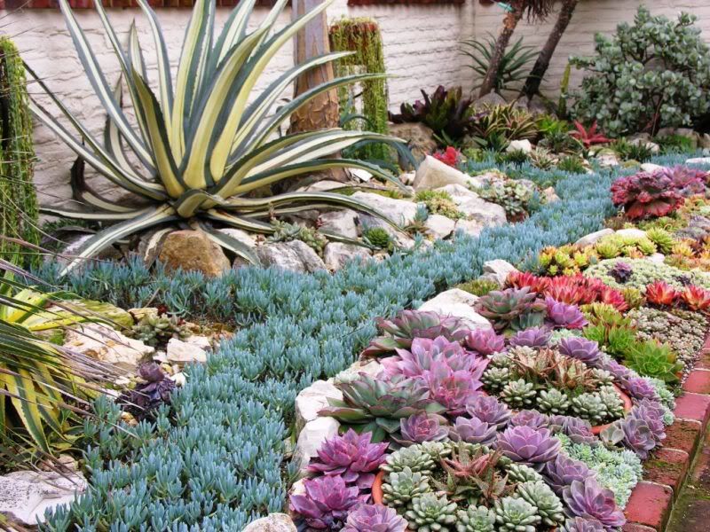 Jardim de suculentas (Foto: Reprodução)