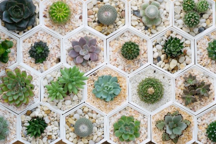 Elas ficam lindas em vasinho com pedras (Foto: Reprodução)
