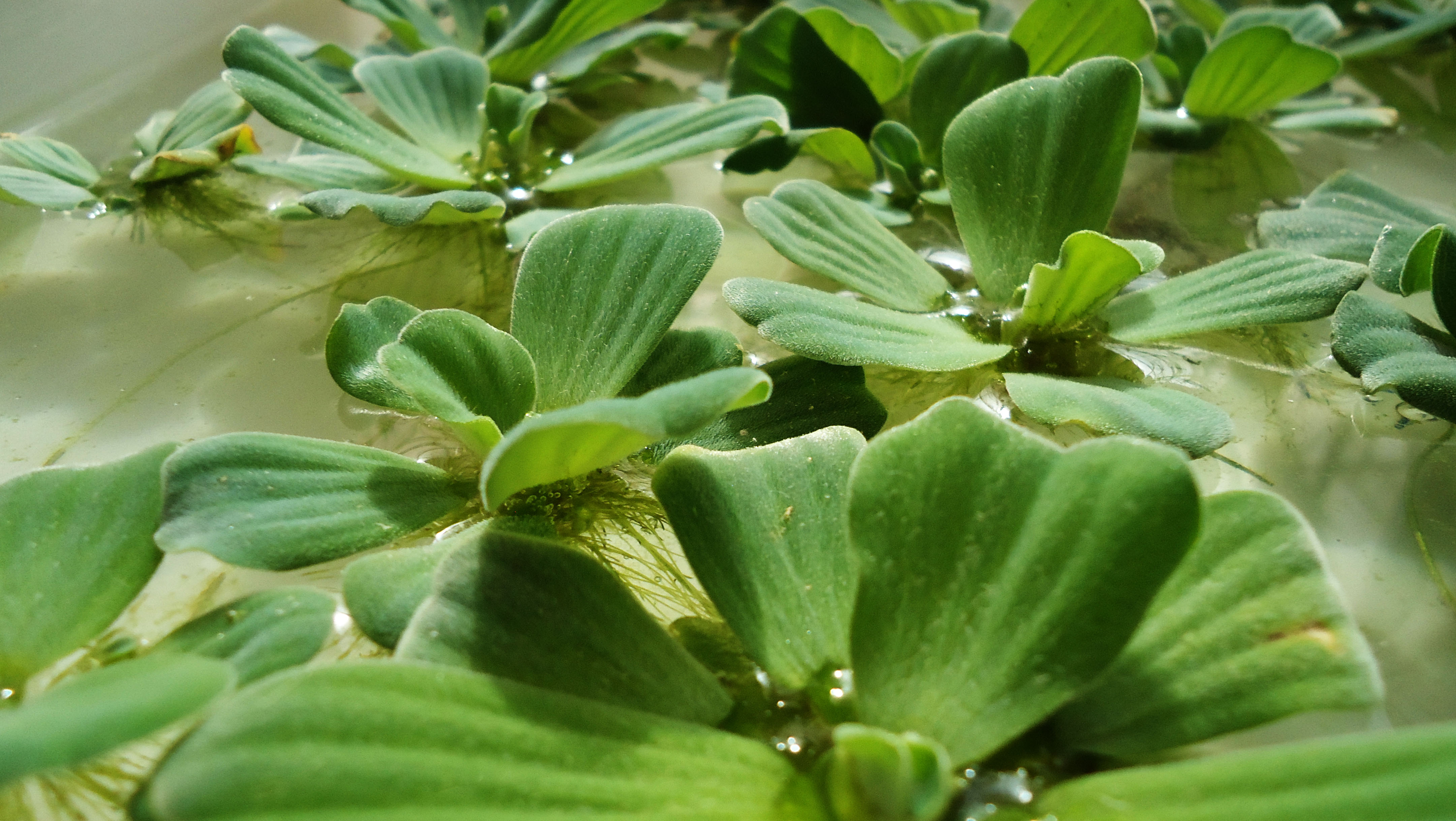 Plantas aquáticas tiram as impurezas das águas