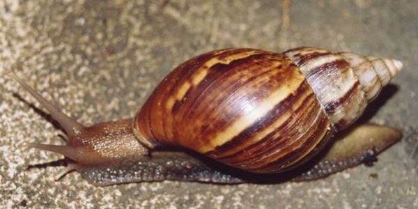 Cada caramujo africano pode colocar até 600 ovos em um ano (Foto Reprodução)