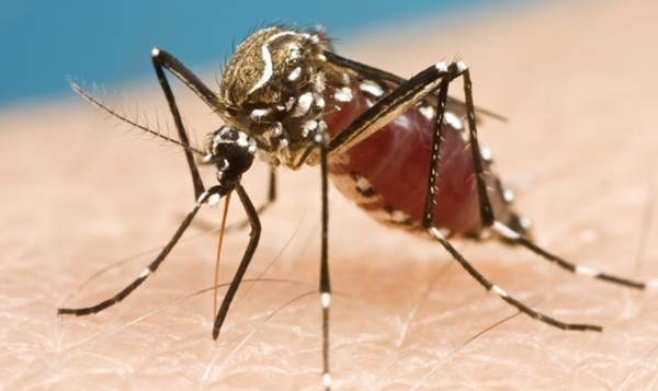 Amostras de soro colhidas de pacientes com suspeita de dengue que derem negativo vão ser testadas para o zika (Foto Reprodução)