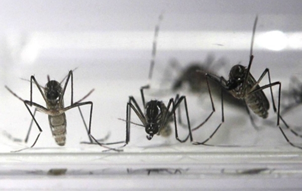 Transmitida pelo mesmo mosquito da dengue e da febre chikungunya, a doença está associada à elevação da incidência de microcefalia de recém-nascidos (Foto Arquivo)