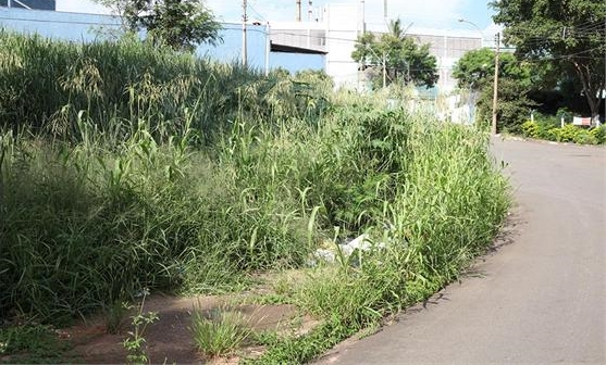 Prefeitura tenta diminuir transtornos com terrenos baldios (Foto JF)