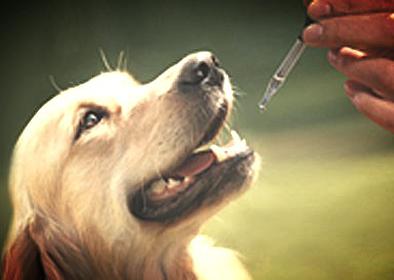 Florais auxiliam muito no tratamento de doenças dos pets