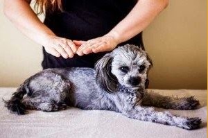 Reiki aplicado em animais é cada vez mais comum