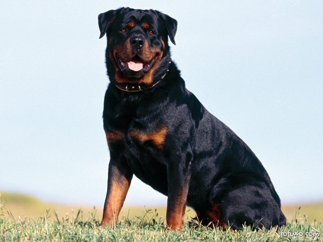 Cão da raça rotweiller é um dos animais de guarda mais confiáveis (Foto: www.fofuxo.com.br)