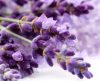 Creme caseiro a base de lavanda hidrata e perfuma profundamente a pele - Jornal da Franca