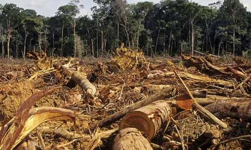 Queda no desmatamento é de 20% em 6 meses, diz ministro de Meio Ambiente - Jornal da Franca