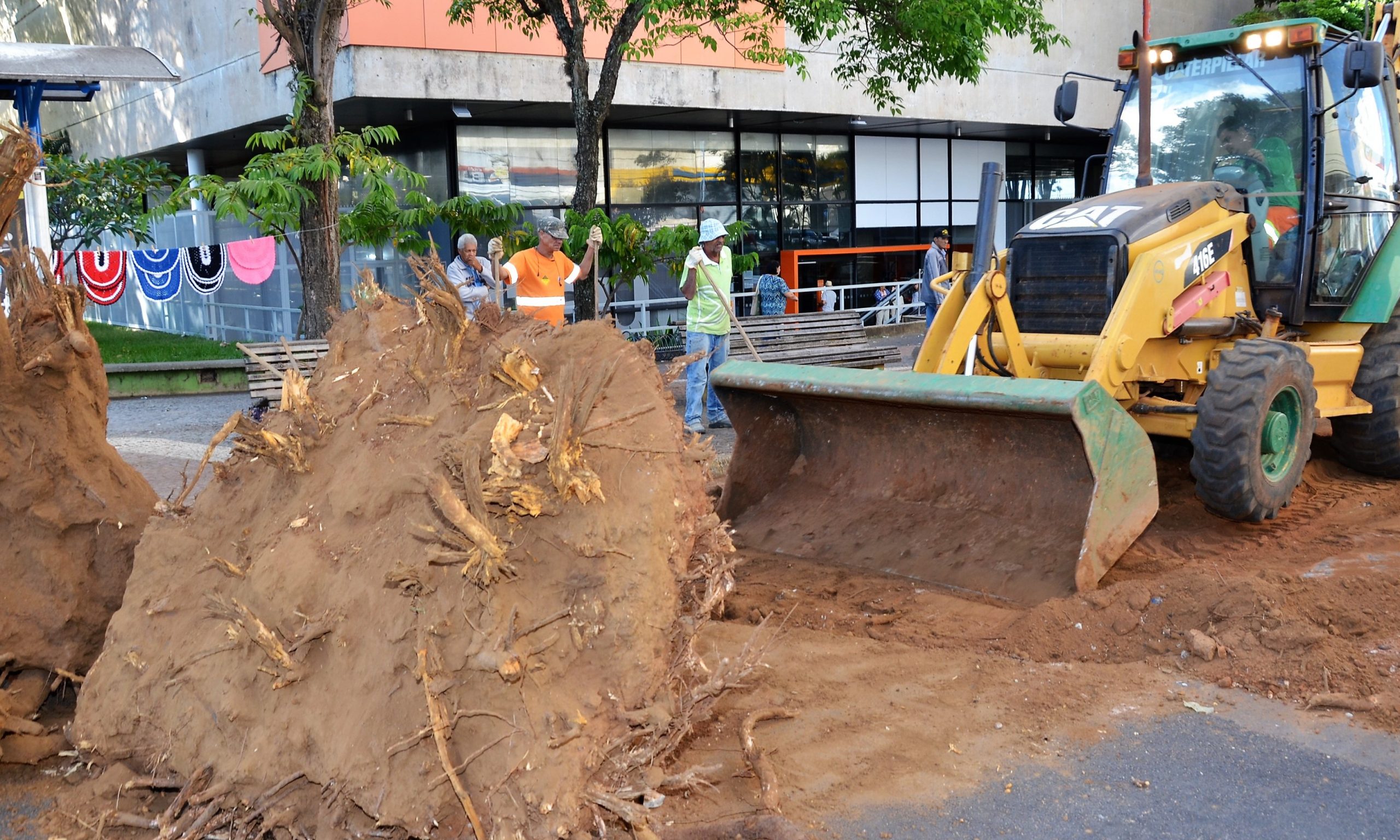 Prefeitura de Franca inicia retirada e replantio de árvores na área central - Jornal da Franca