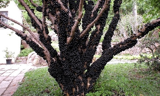 A riqueza dos pés de jabuticaba para a gastronomia brasileira - Jornal da Franca