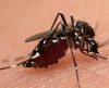 Aplicativo já identificou mais de 8 mil focos do Aedes aegypti desde 2017 - Jornal da Franca