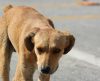 Adoção e posse de animais podem reduzir número de animais de rua - Jornal da Franca