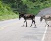 Animais na pista obrigam motoristas a redobrar o cuidado pelas estradas - Jornal da Franca