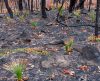 Paisagem carbonizada do incêndio florestal: fotos da  mata se regenerando - Jornal da Franca