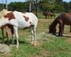 Animais de grande porte voltam a ser recolhidos pela Prefeitura de Franca - Jornal da Franca