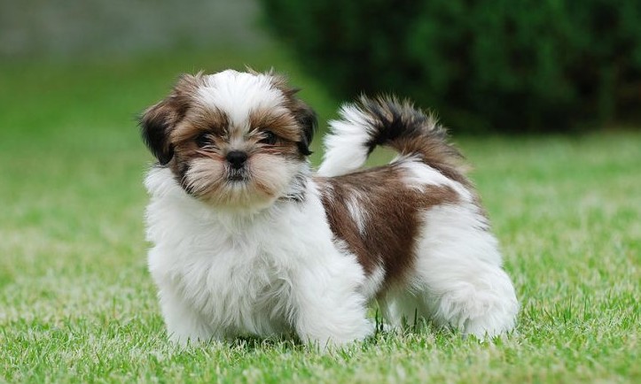 Shih tzu é a segunda raça de cães mais querida pelos brasileiros