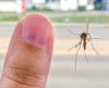 Mosquitos fazem humanos de vítimas há milhares de anos. Você sabe porquê? - Jornal da Franca